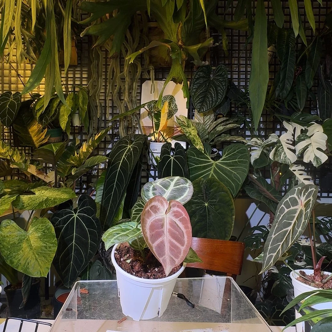 完全开放F104粉柠檬杂黑骑士