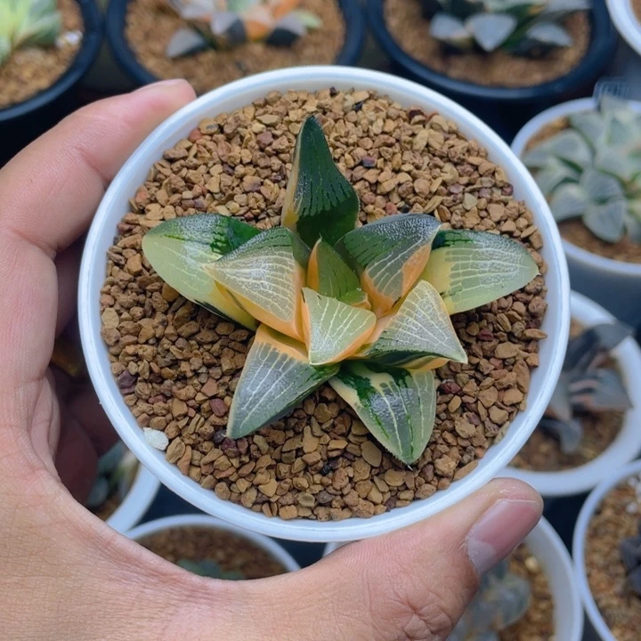 实生克锦十二卷多肉