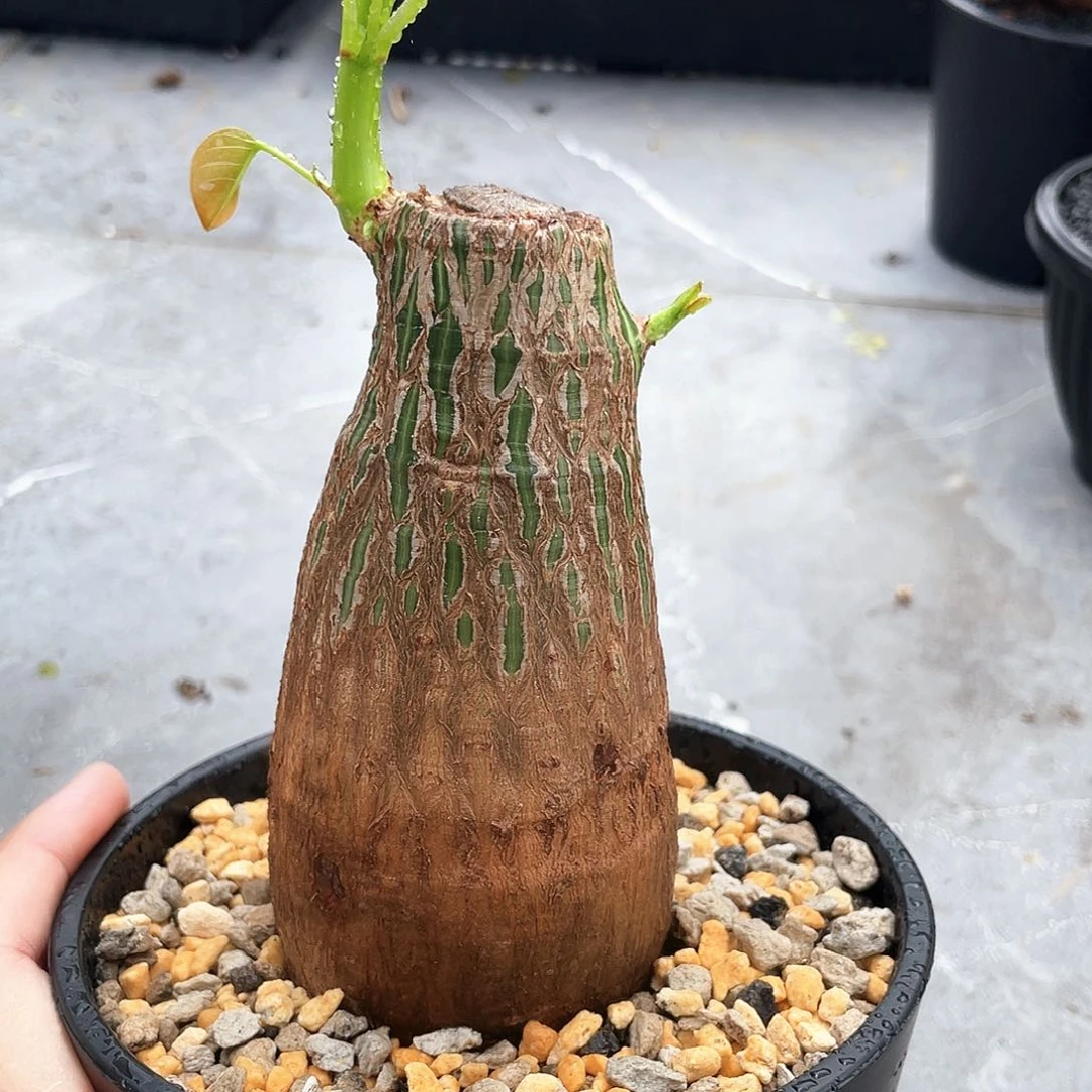 龟甲木棉 福利66666666666