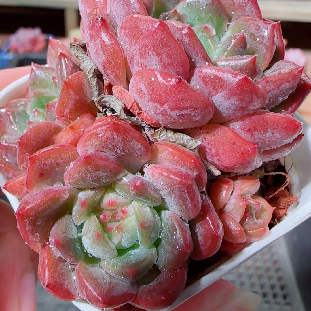 花语逸镜1020-129晴川珍妮裙