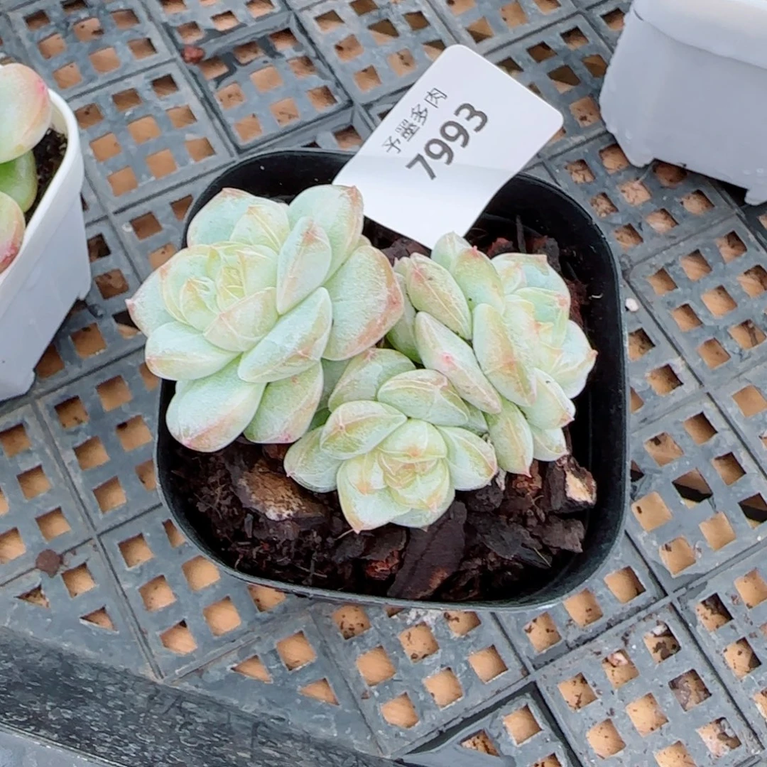 雨露泡泡，7993多肉植物