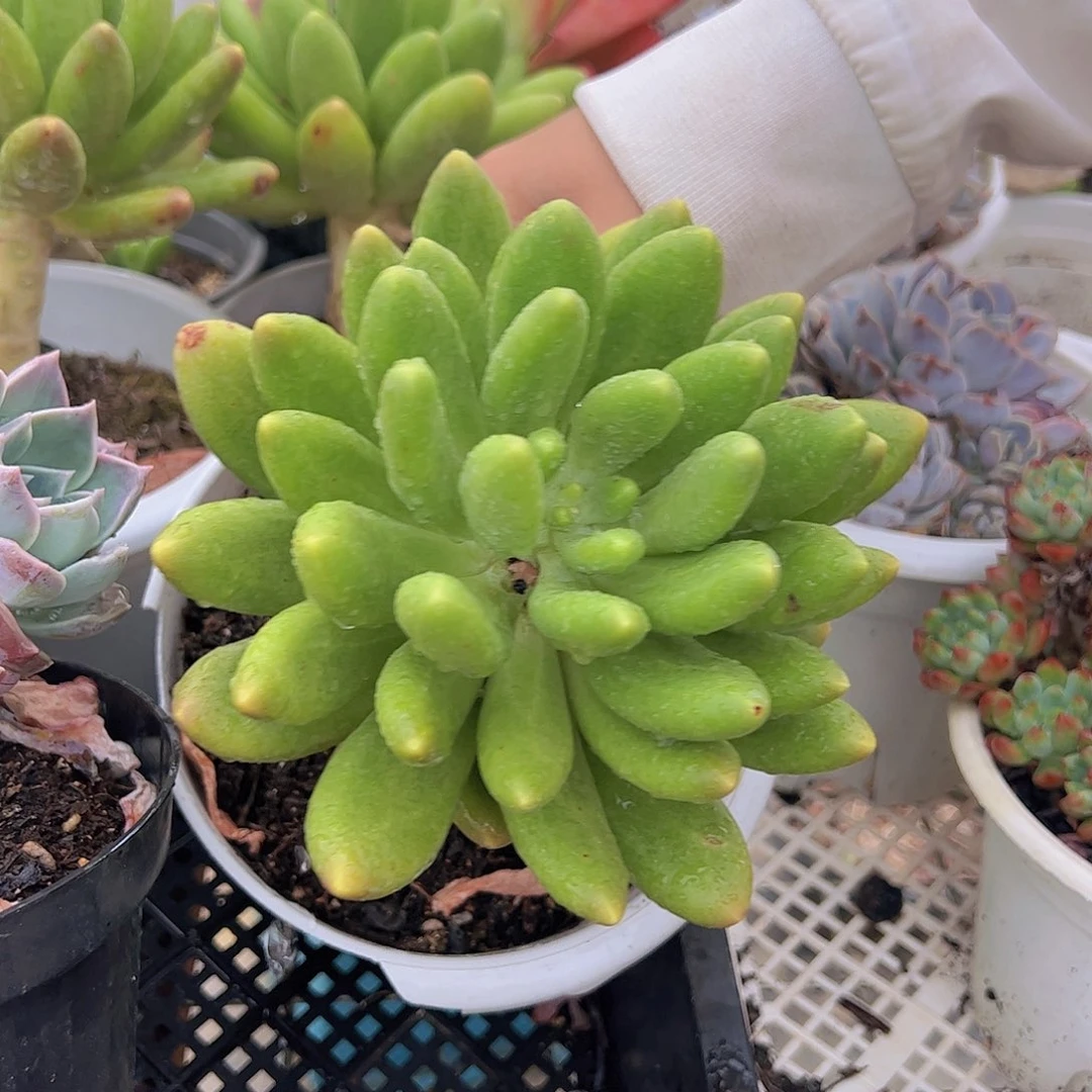 大单头金蝉特价一盆