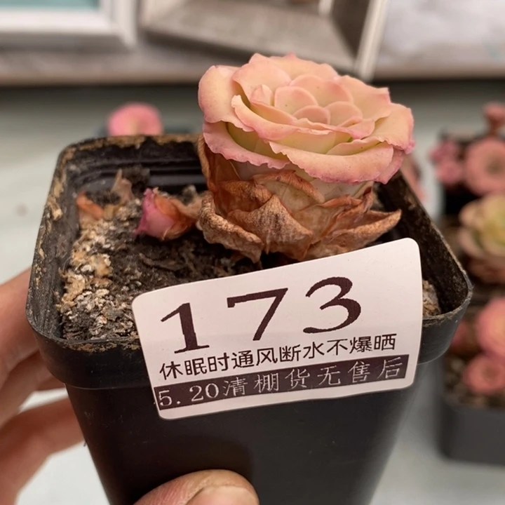 ?****ღ秋红叶173号，，，，，，，