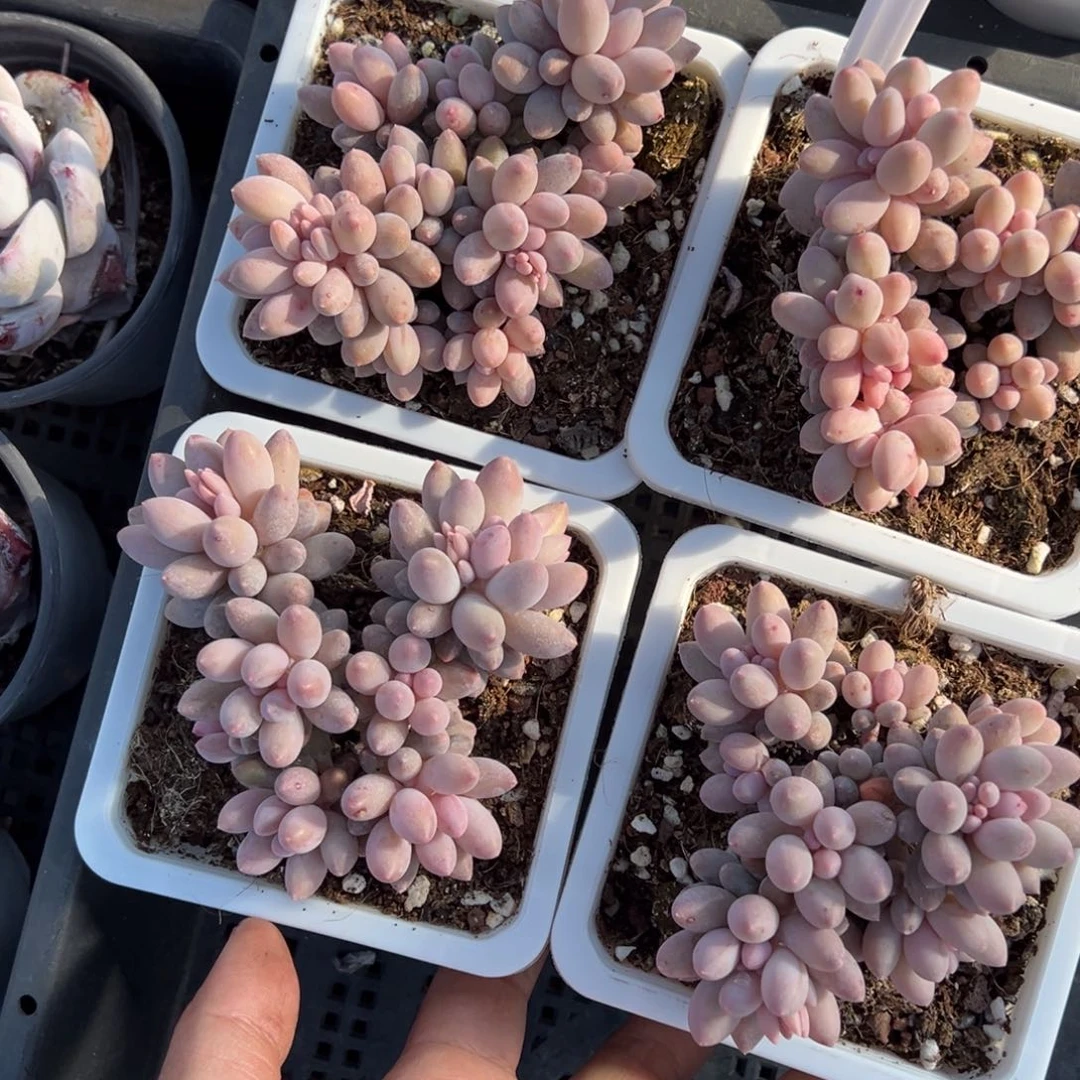 婴儿手指群一颗量拍多肉满20包邮下午发