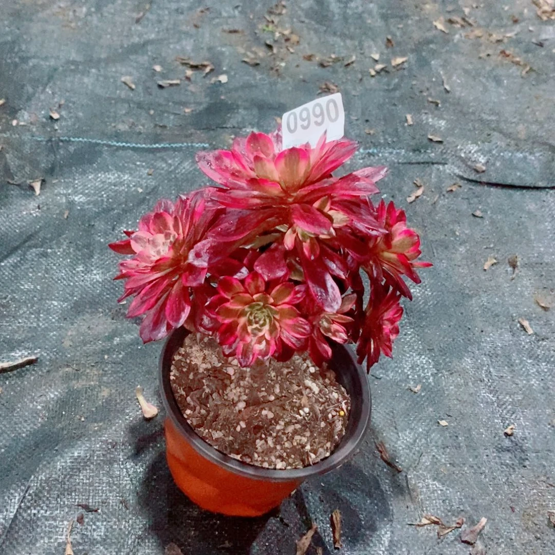 郑*烟花990多肉1111小棵