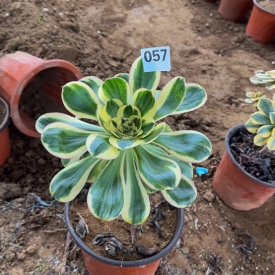 燕姿锦2号棚057多肉植物