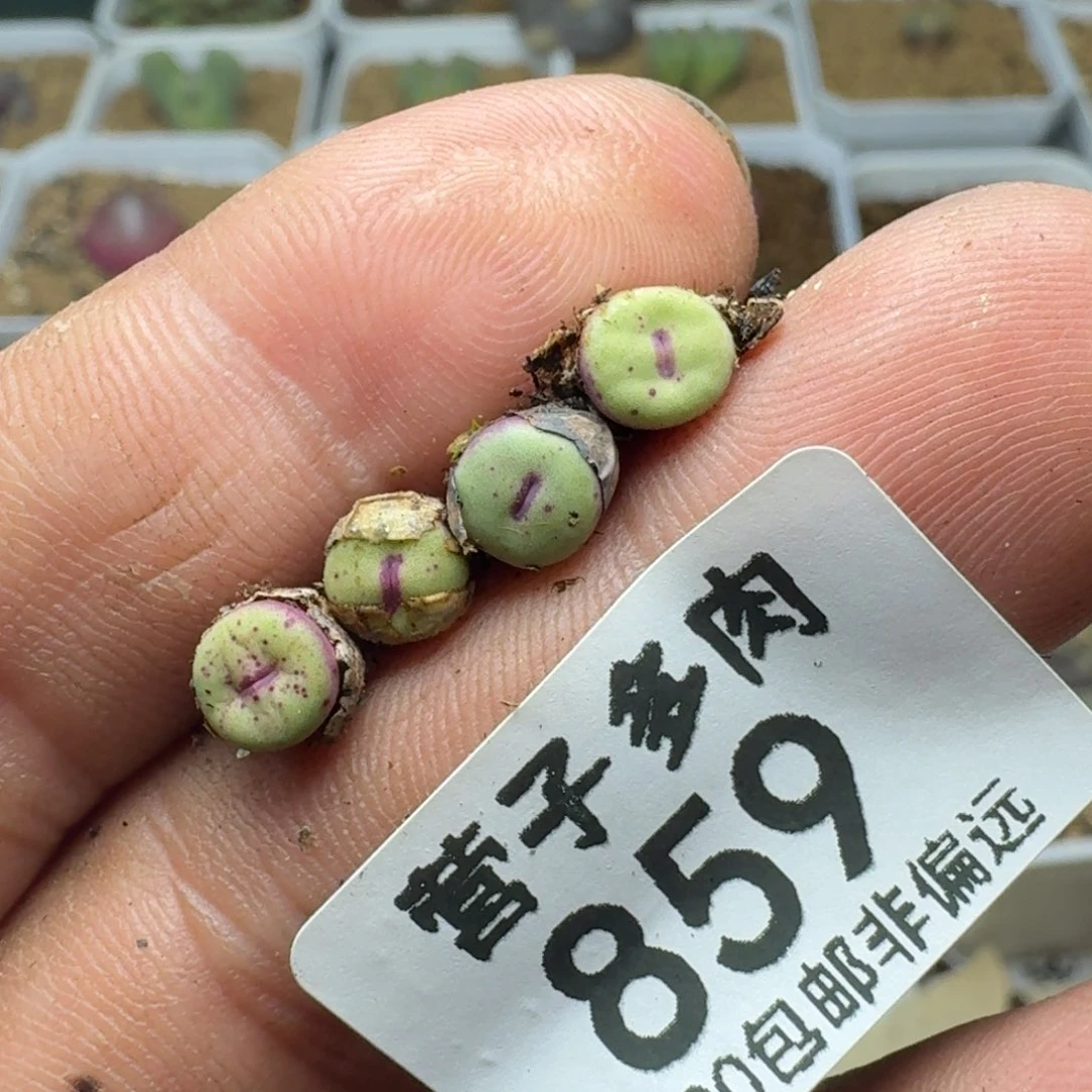 1380b.        4颗。