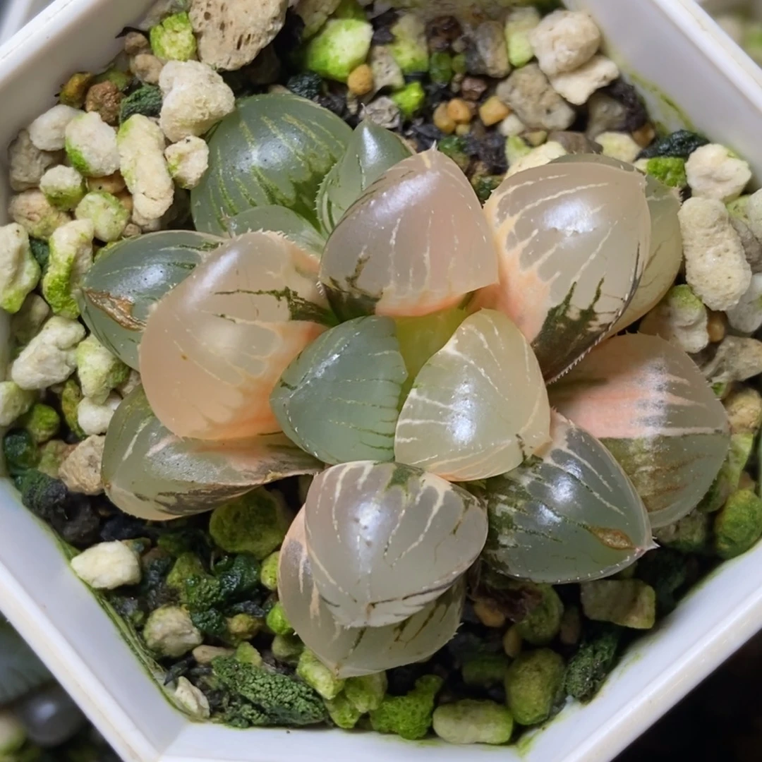 极上斑糯玉露锦一物一拍