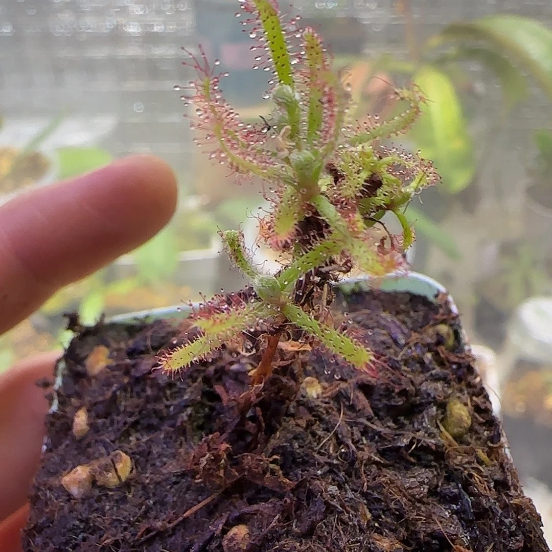 无花朵专拍茅膏菜