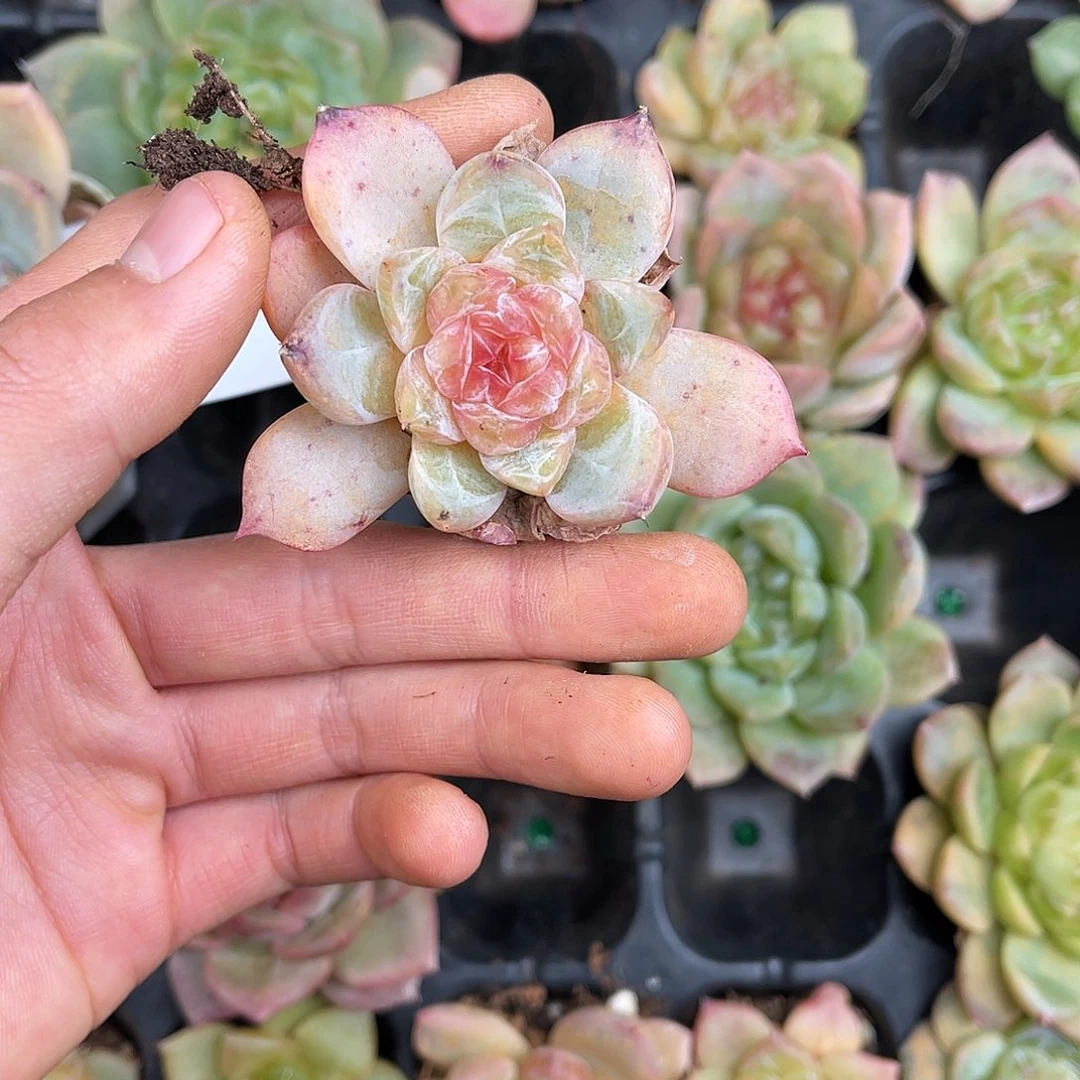 多肉一物一拍11-153