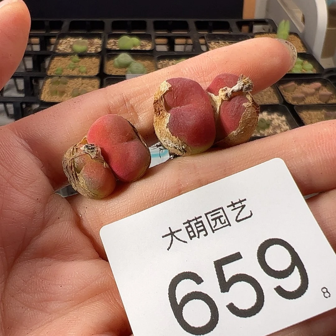 0000659 一物一拍。