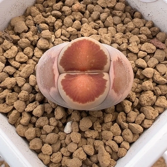 2342.很喜欢11111111