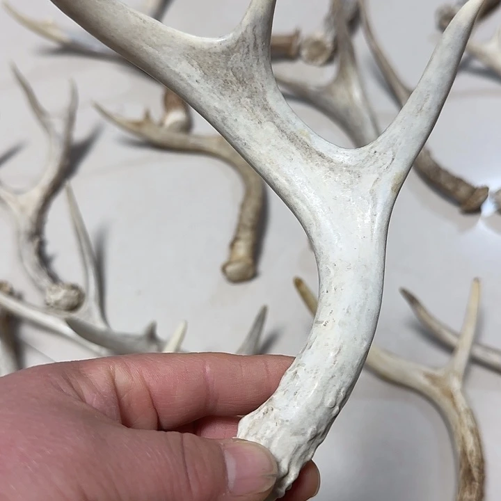 香榧木工艺品鹿角原料