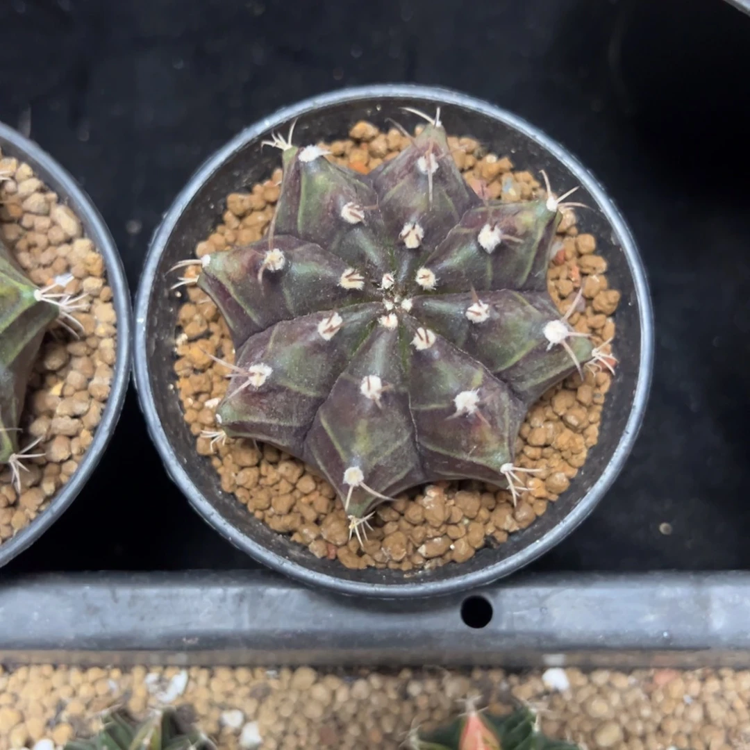 实生紫牡丹带盆土发货25