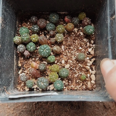 当前无花栽培后可以开花705仙人球