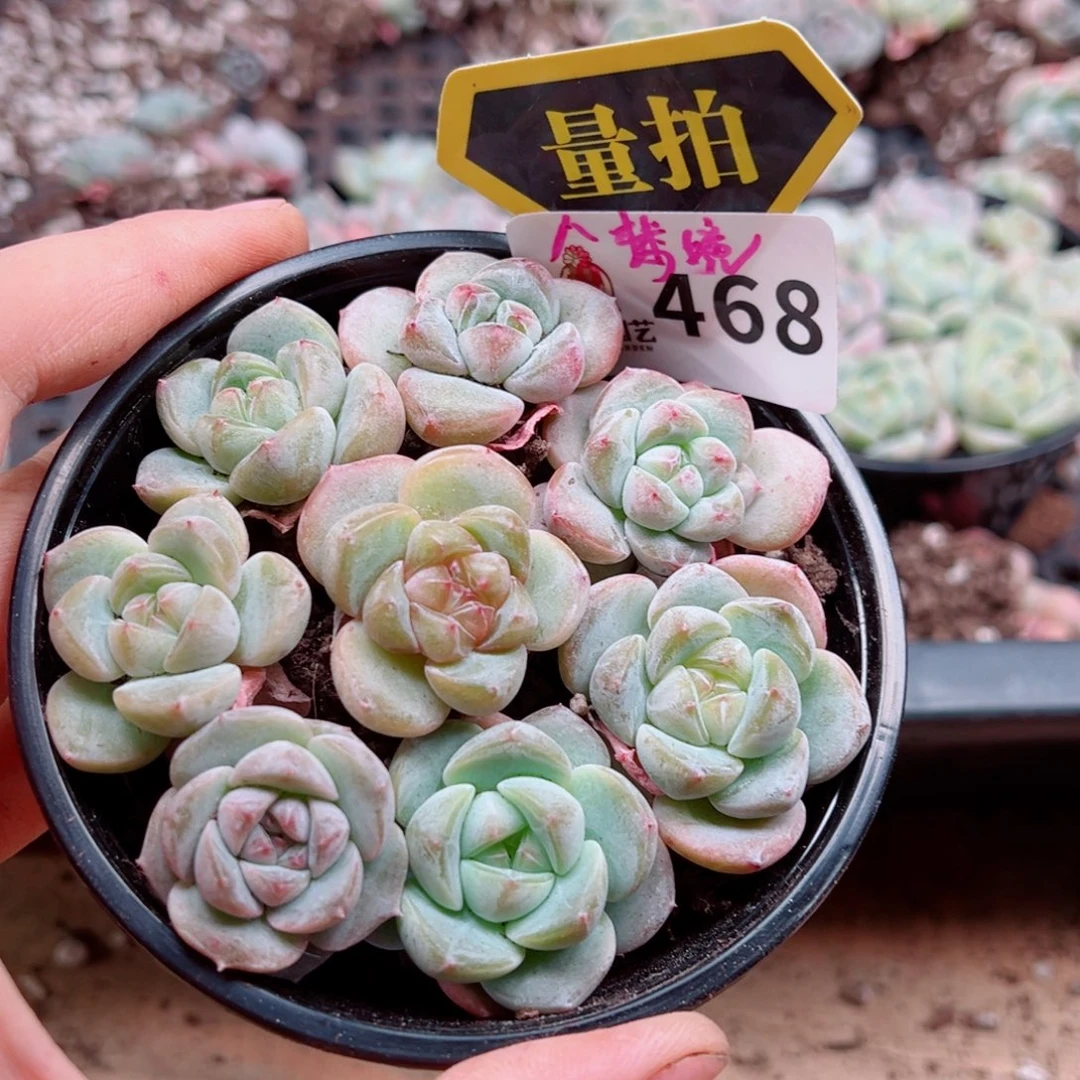 当前无花朵，栽培后可花朵