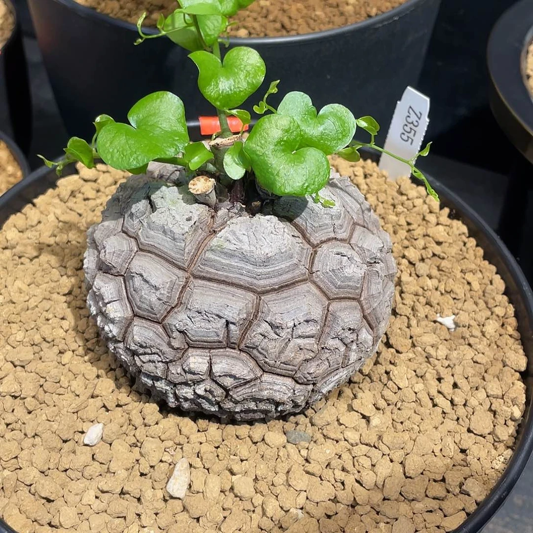 355号龟甲龙10.5公分不退不换