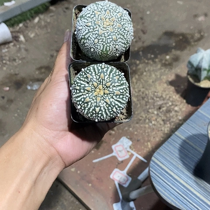 從***，组合2棵实生脱土发货