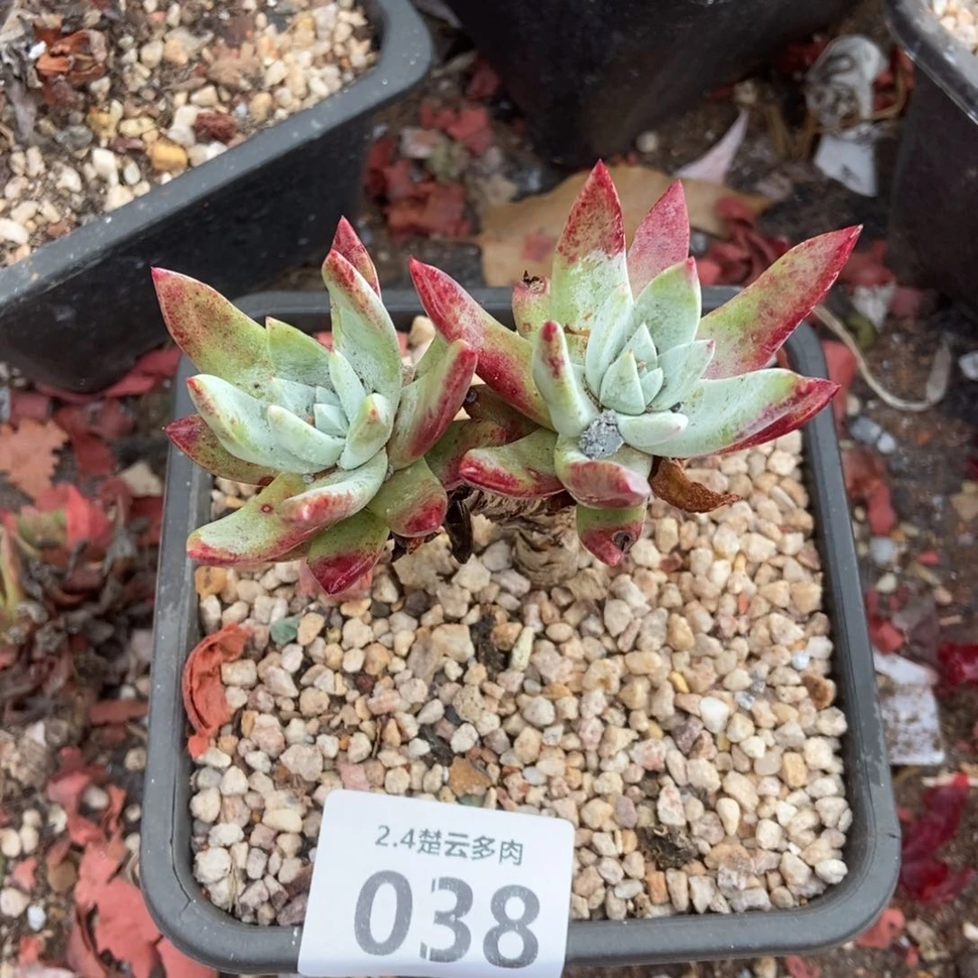 038法瑞多肉植物