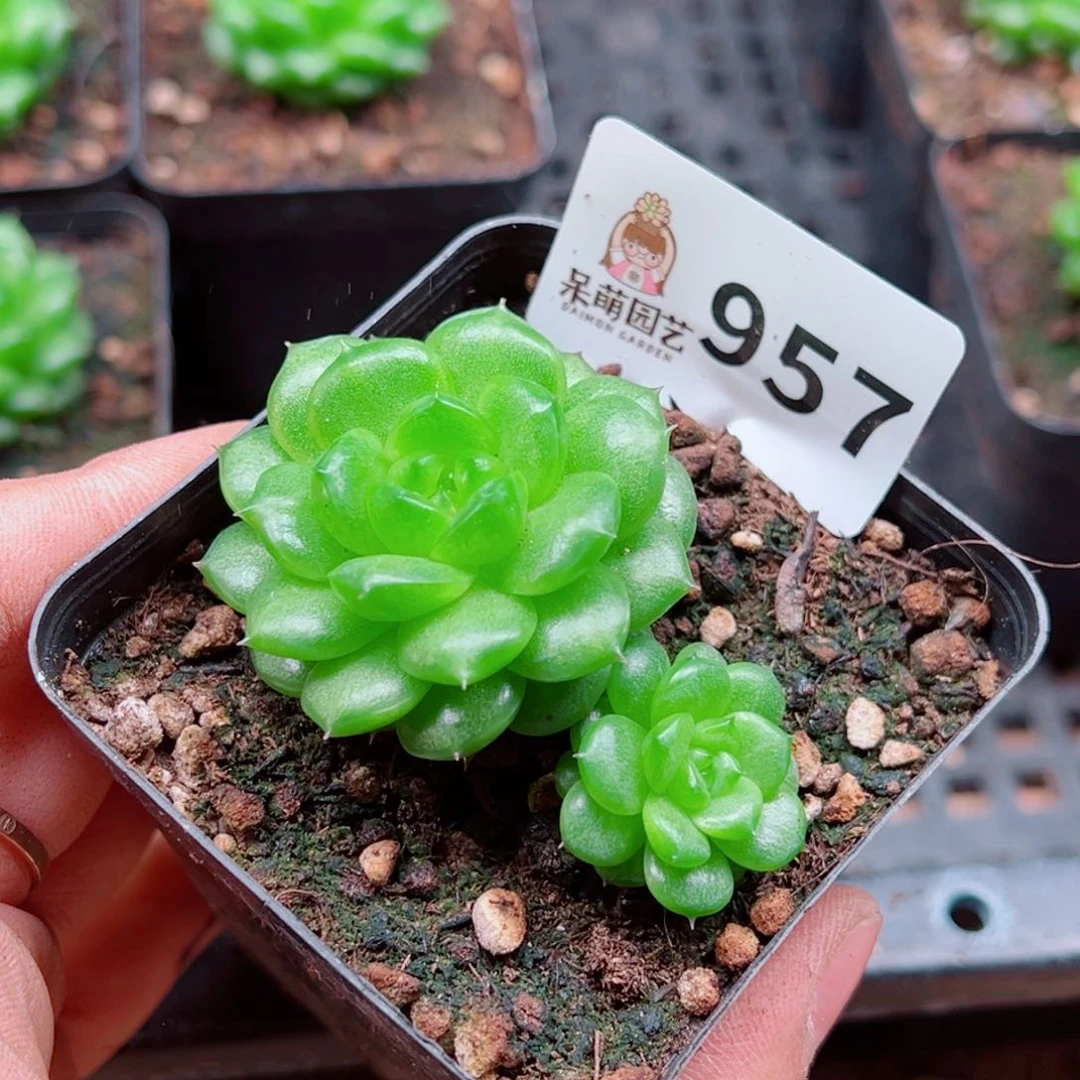 多肉植物多肉植物