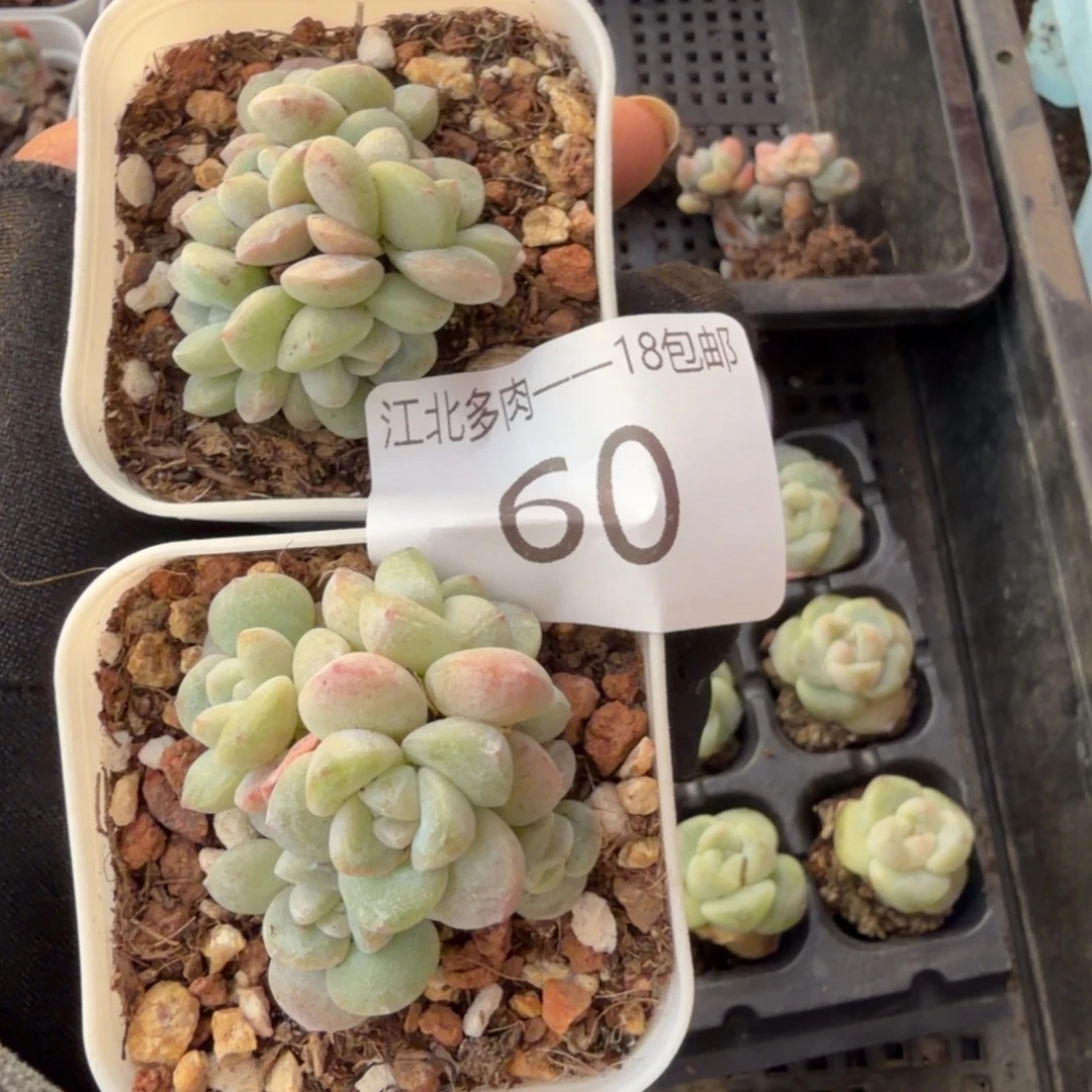 61 号到手1筐一物一拍