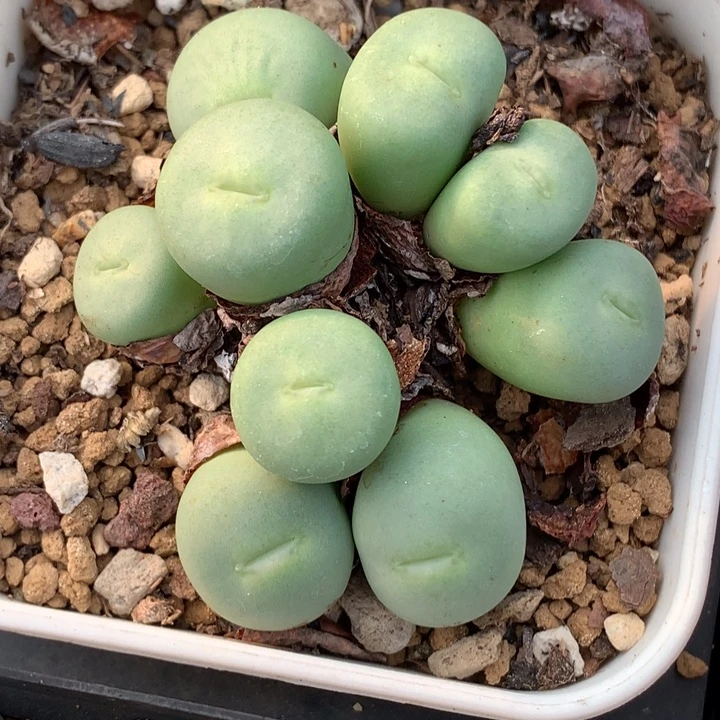 精品多肉植物精品多肉