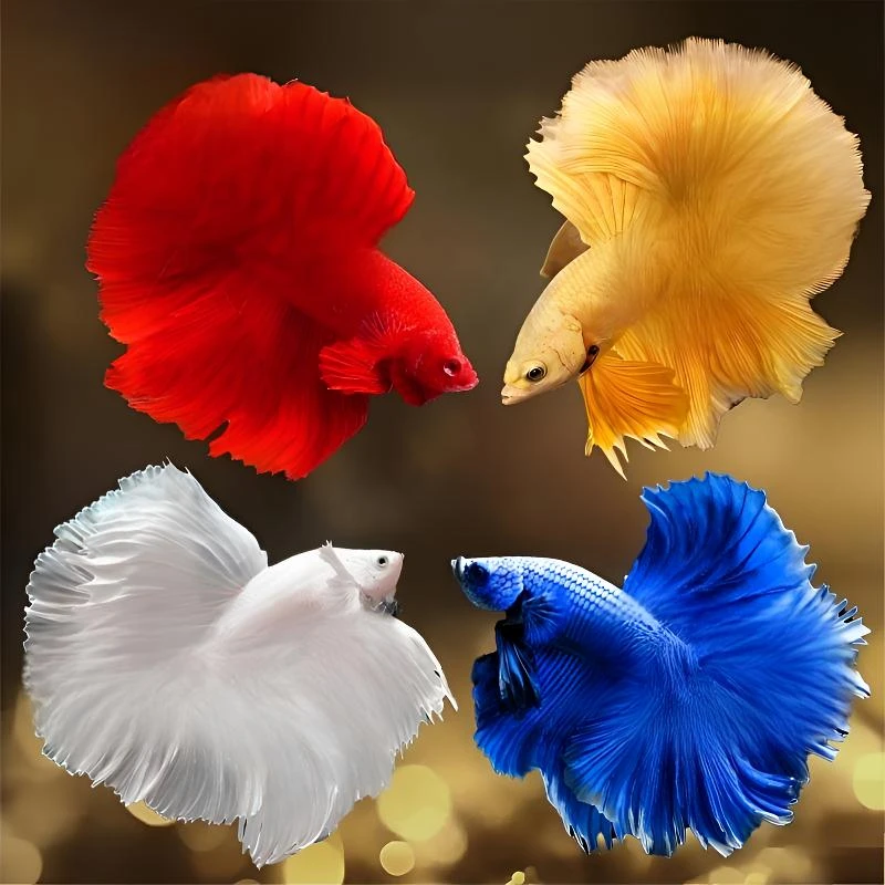 赛季限定精品泰国斗鱼网红宠物半月婚纱鱼大尾包活好养耐活淡水鱼