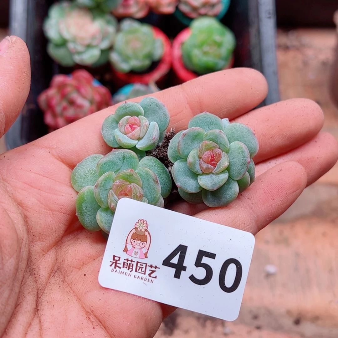 紫***x多肉植物多肉植物