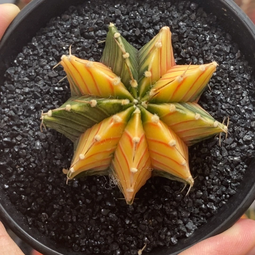 泰系肋骨锦—带盆土发货7