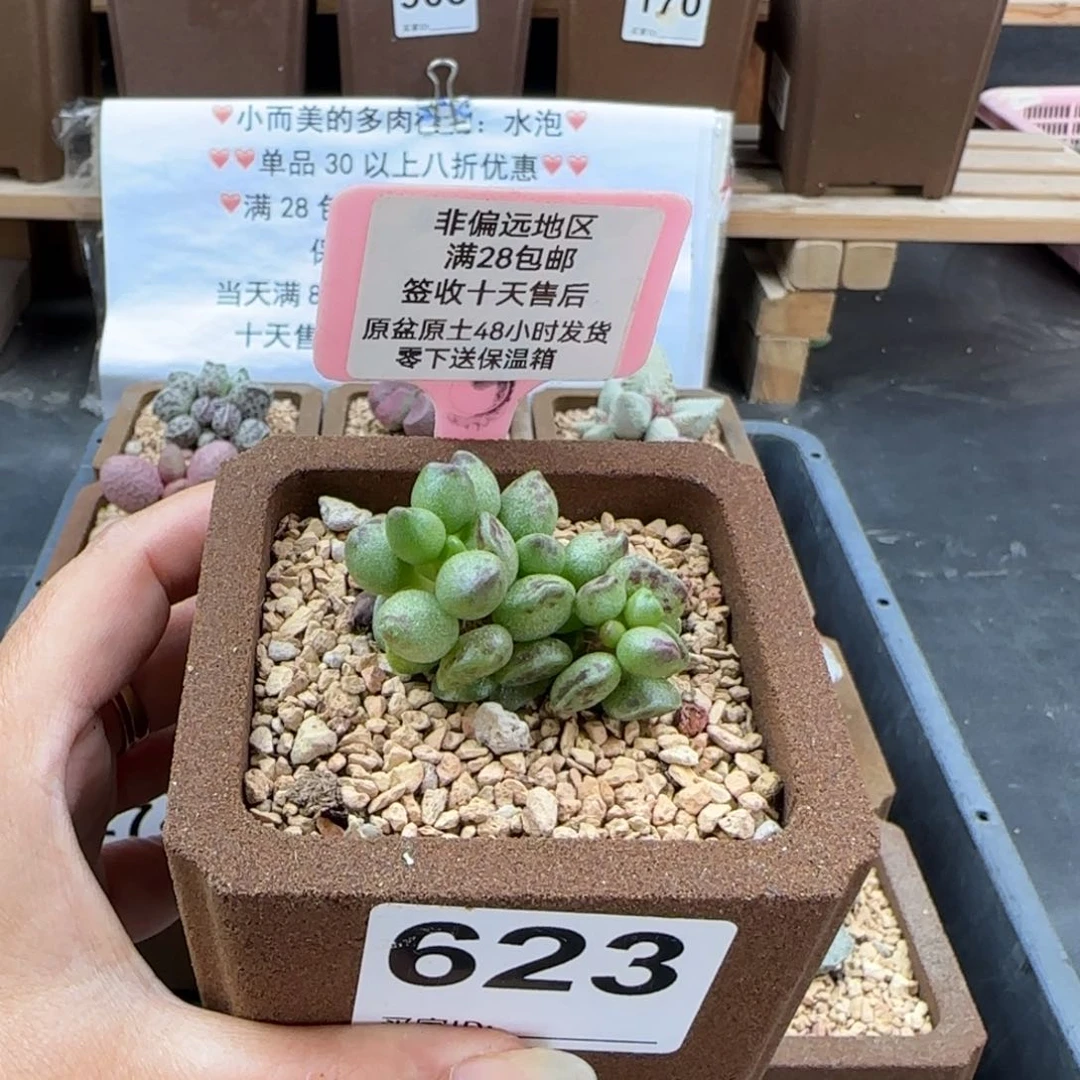 623鼓槌多肉植物