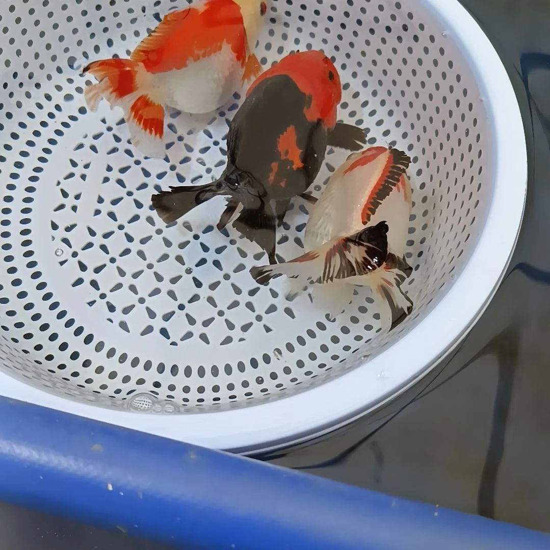 金鱼玛丽泰狮将军狮兰寿