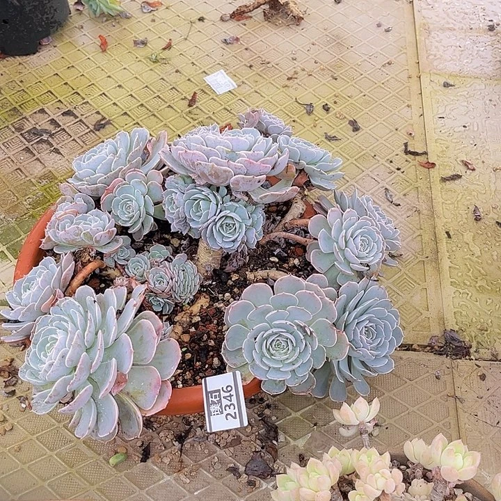 天赐2346多肉植物