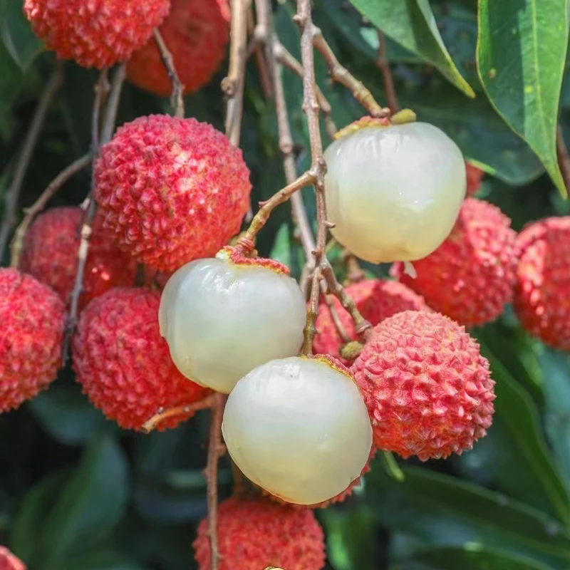 【偏远地区专属】广东茂名高州桂味荔枝4.5斤新鲜现摘香甜 单果15g+
