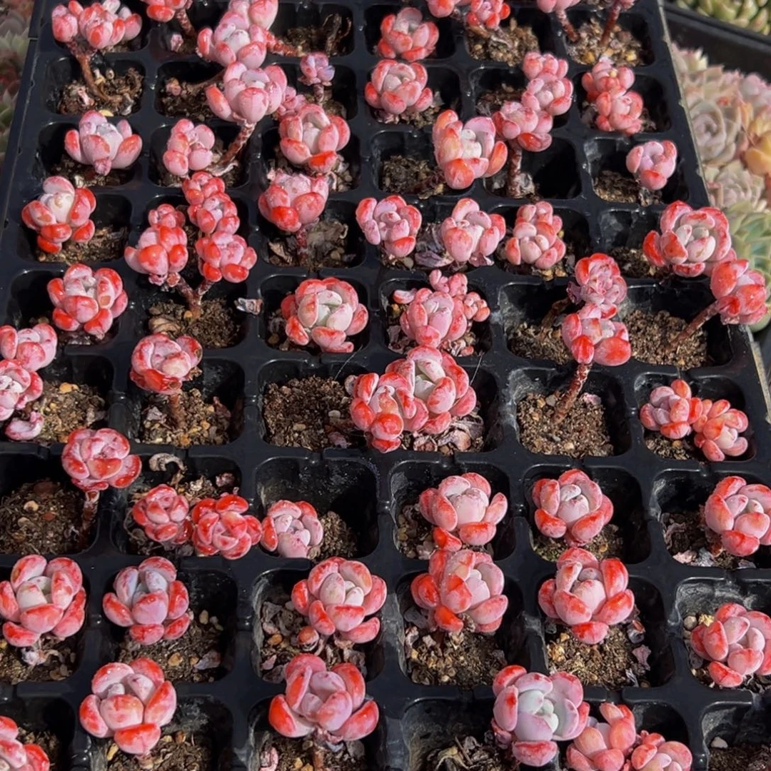 584多肉菜的做法和方法一