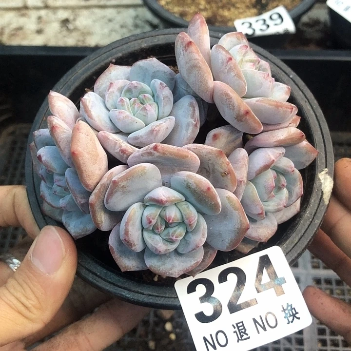 星影石榴籽福利出咯 324