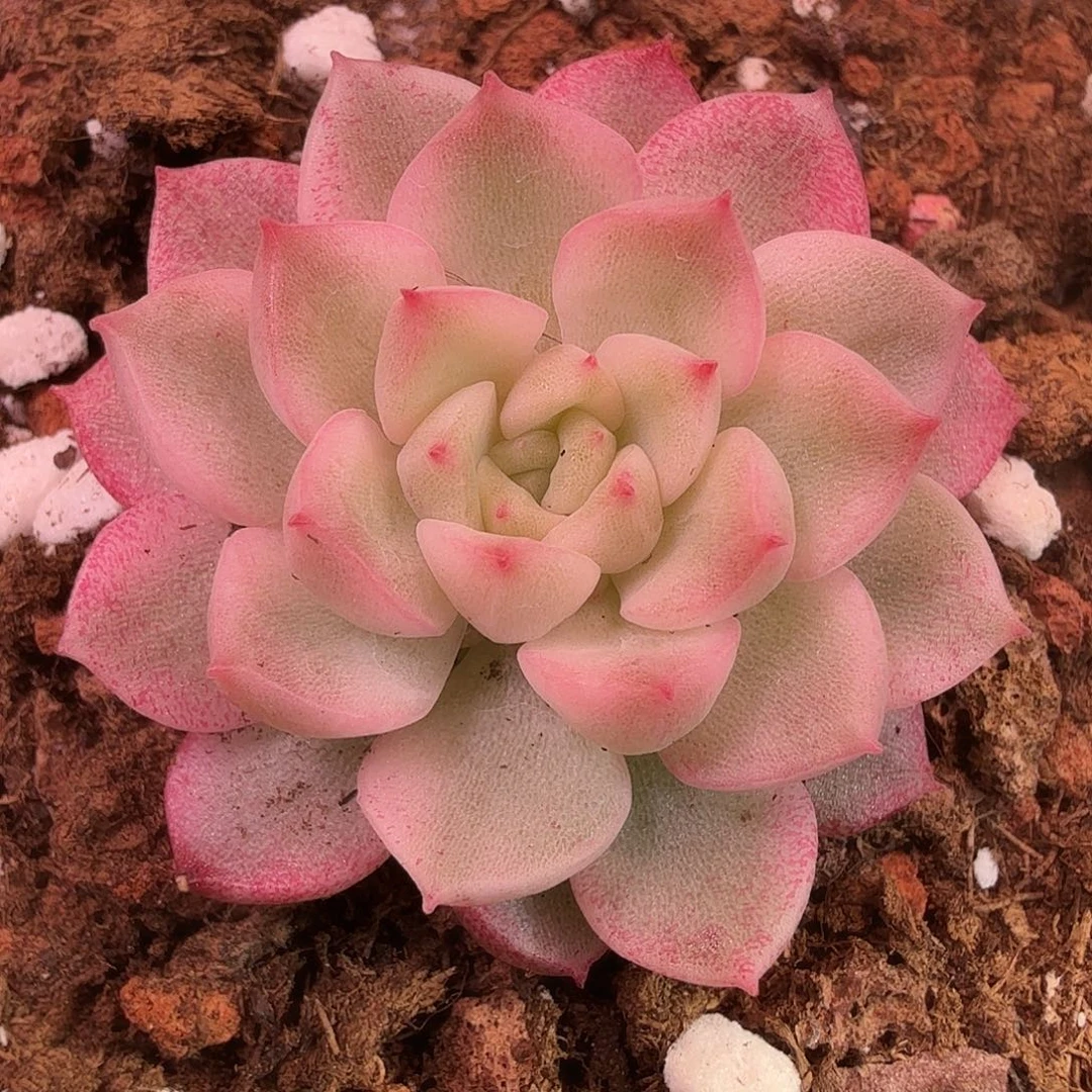 麦秆锦，多肉植物。