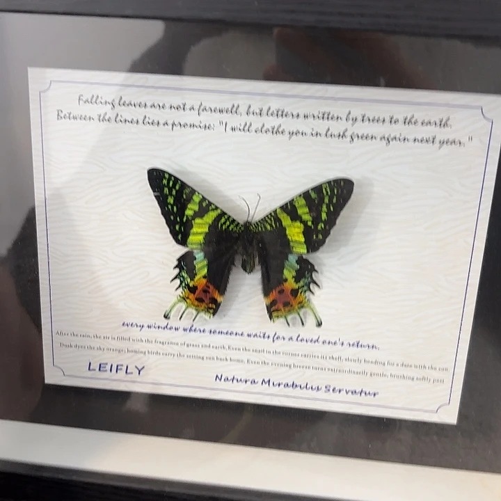 十寸新背景太阳蛾