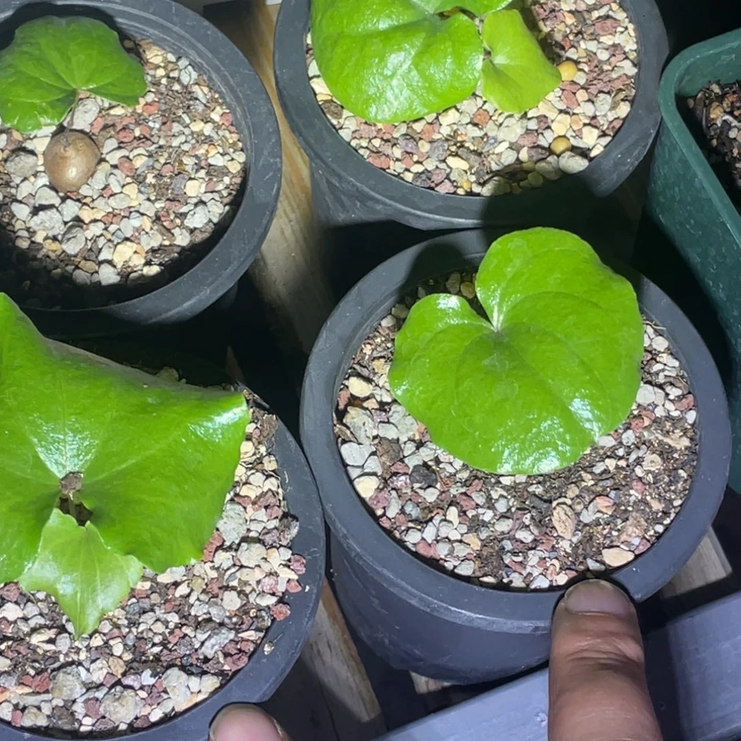 龟甲龙植物一物一拍