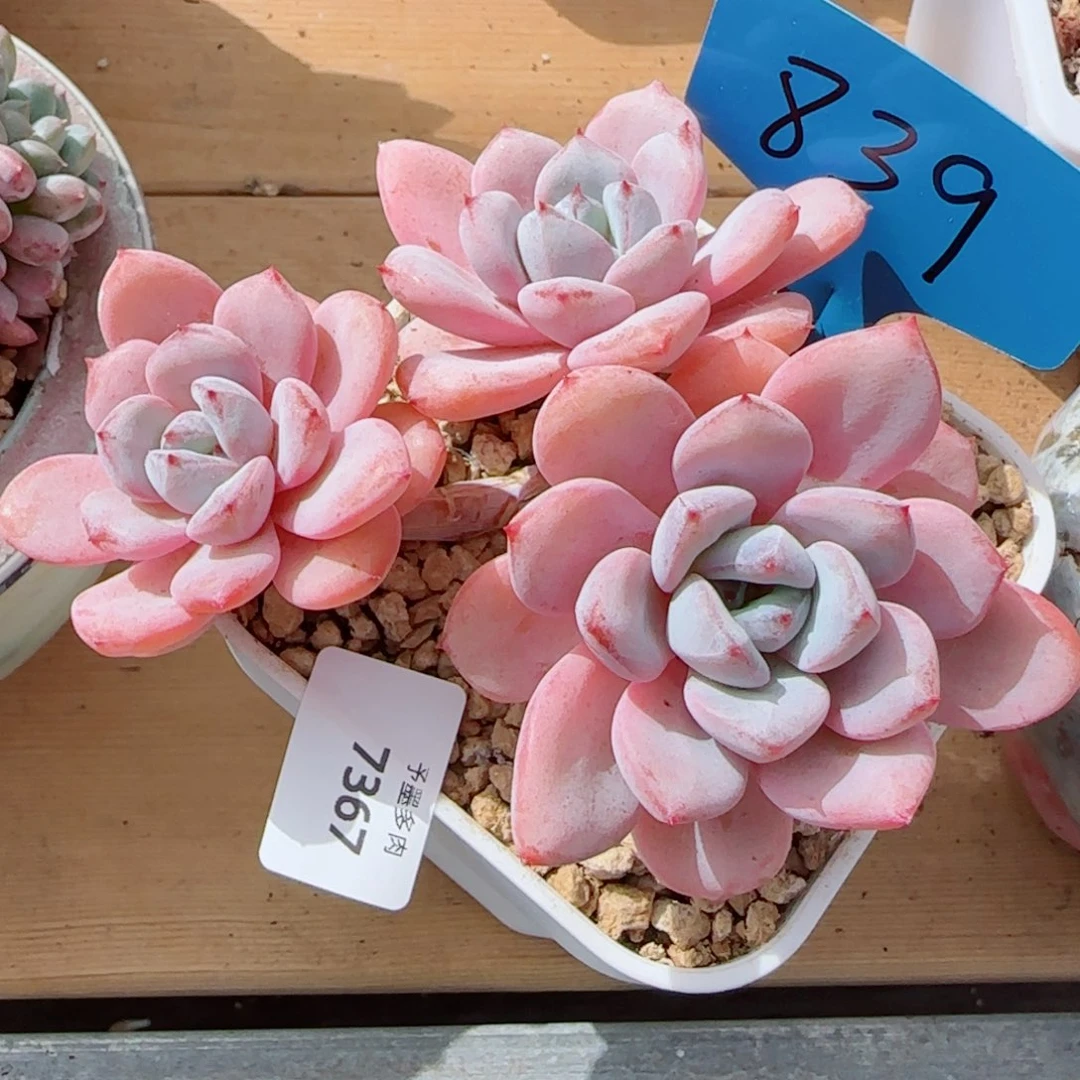 长杆星星雪，7367多肉植物