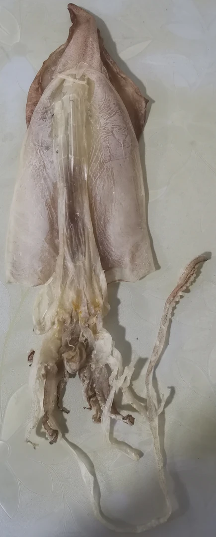 陆丰碣石港纯日晒鱿鱼干