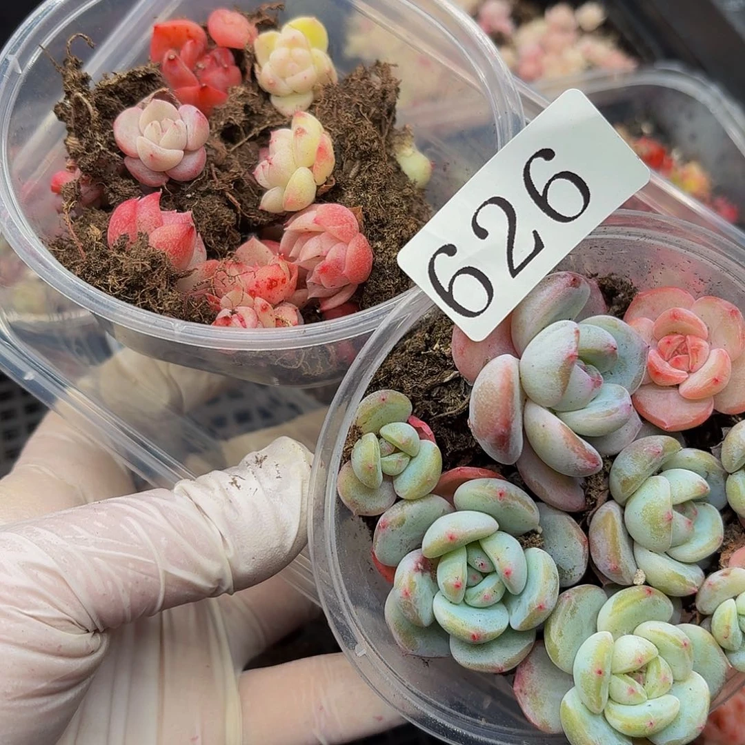 多肉植物多肉植物626