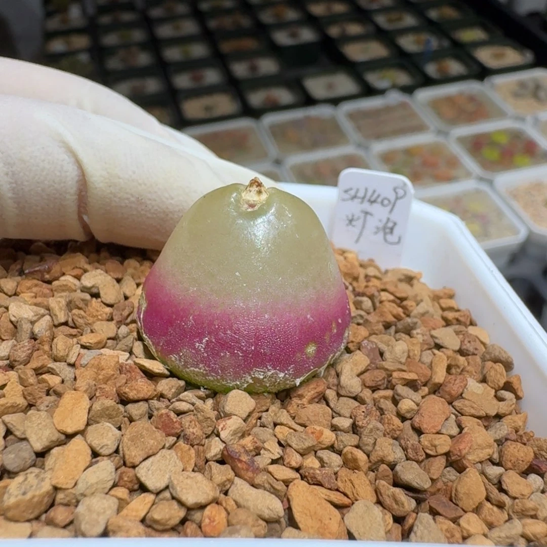 叮**叮0114-73灯泡肉锥