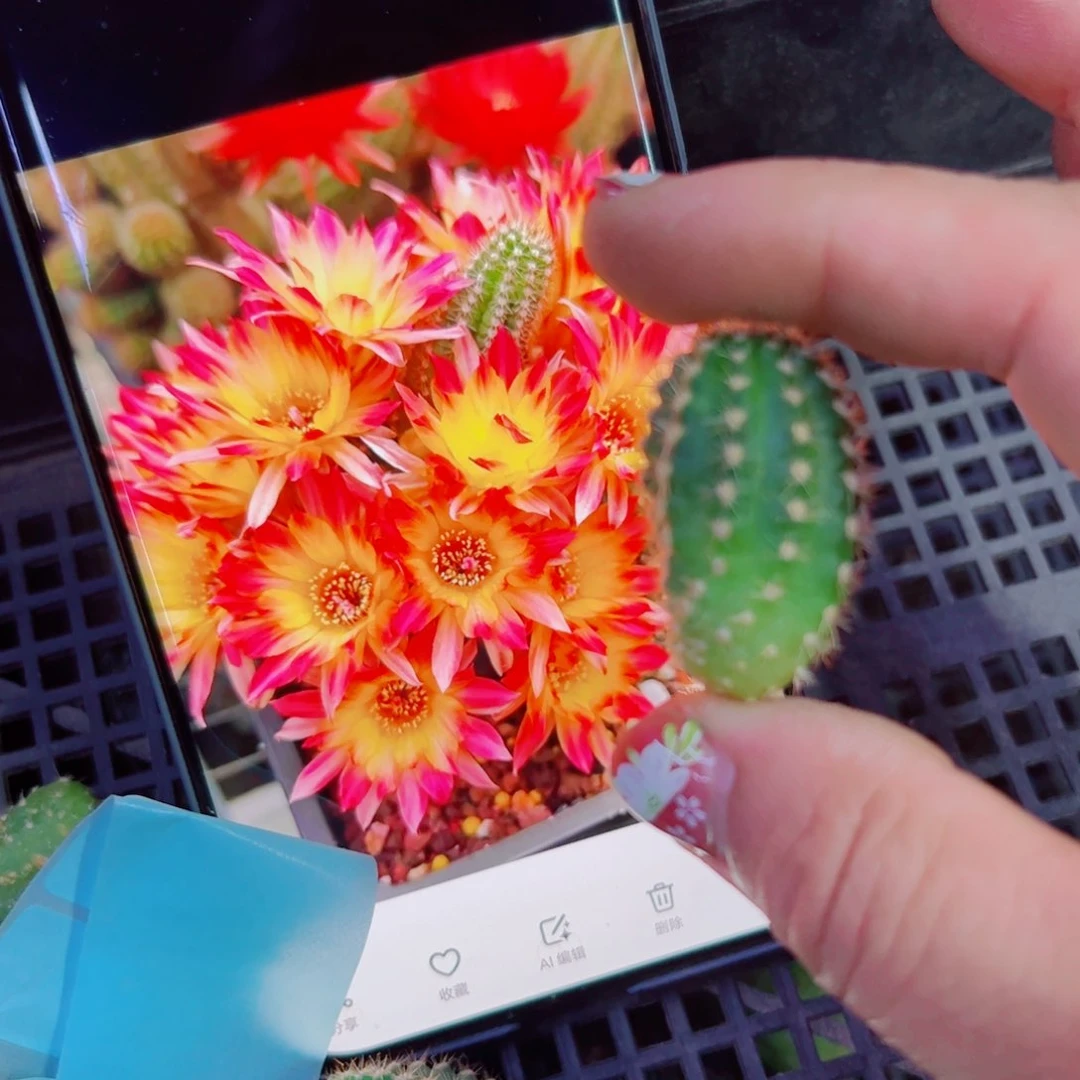 下106白檀吕火焰3个无根很小侧芽20包邮