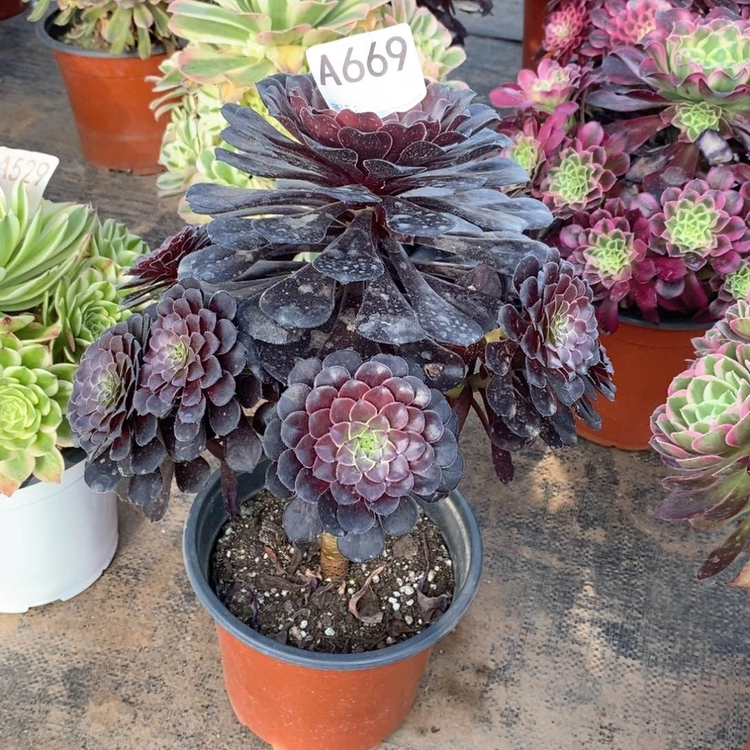 嫩桩黑铜壶669多肉法师植物