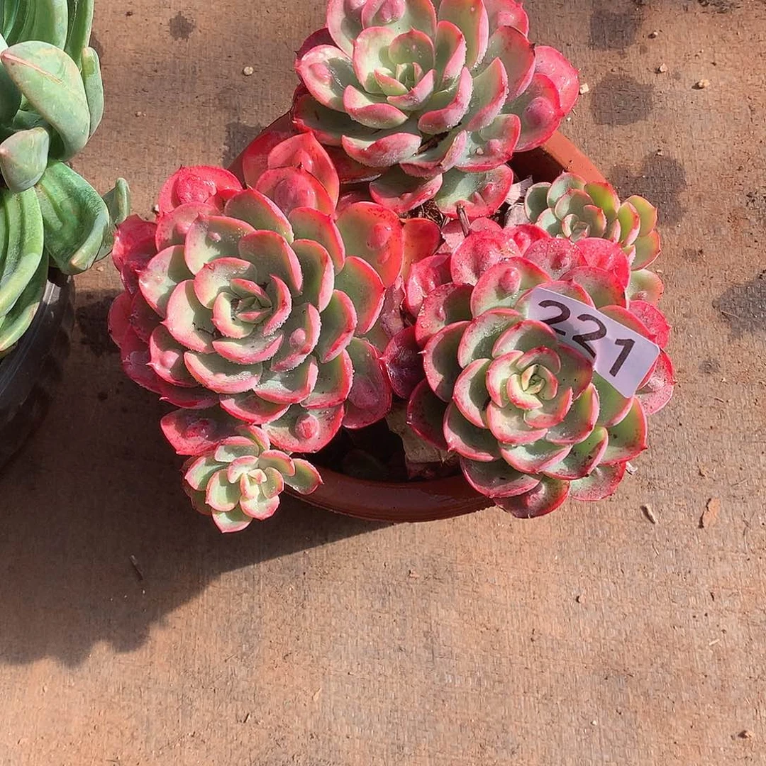 221 一物一拍多肉