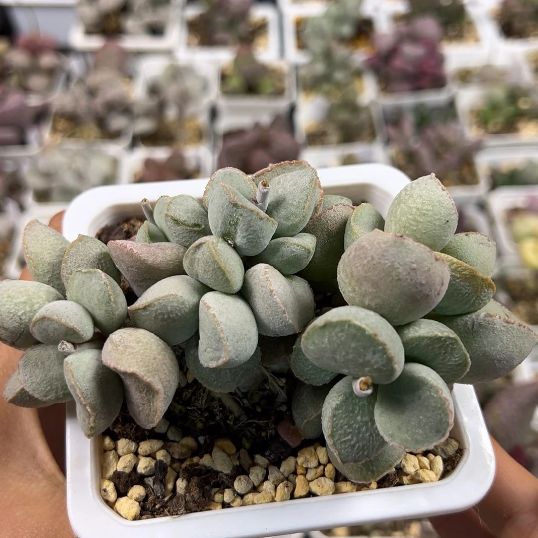 粉雪蛋多肉植物水泡