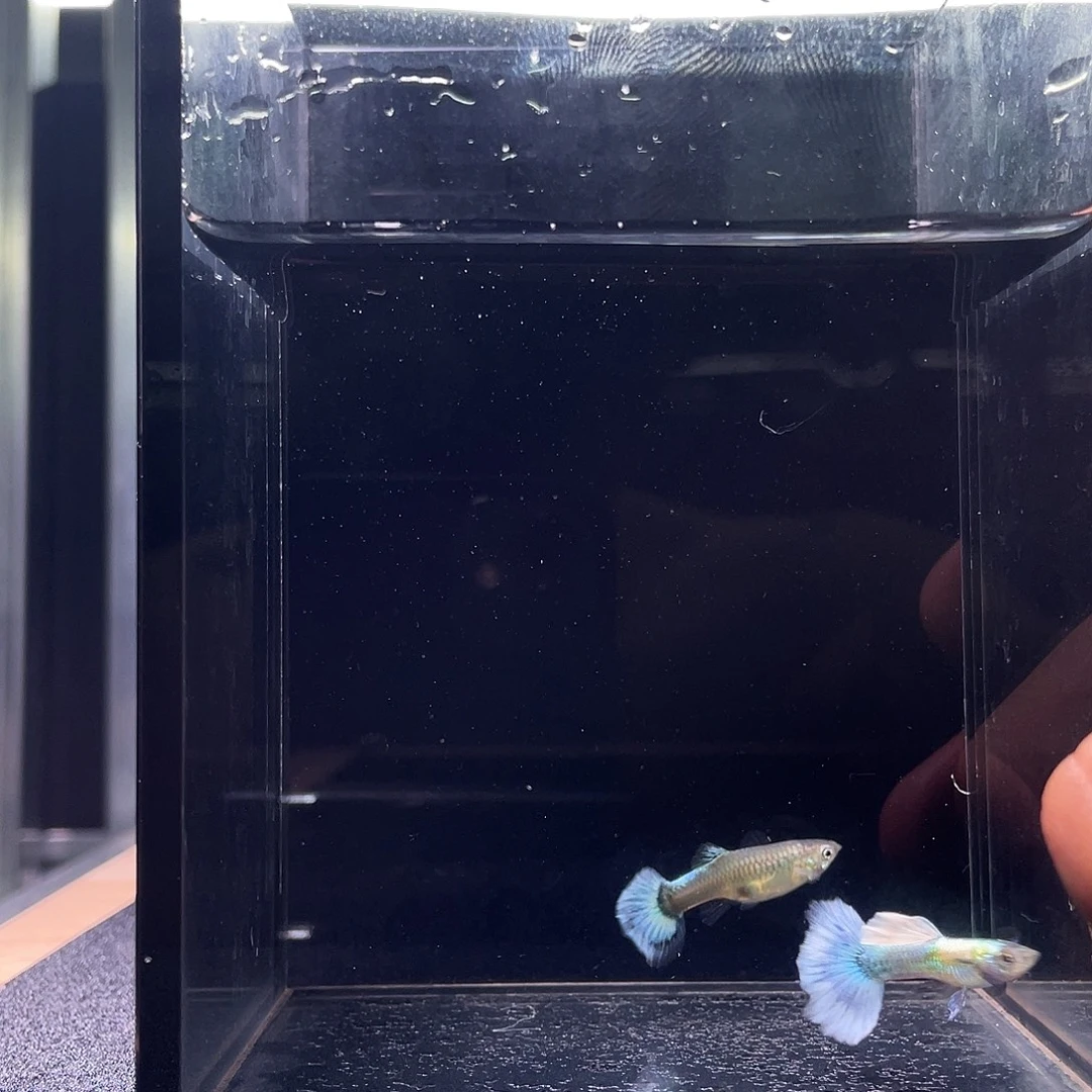 孔雀鱼白金白尾象耳