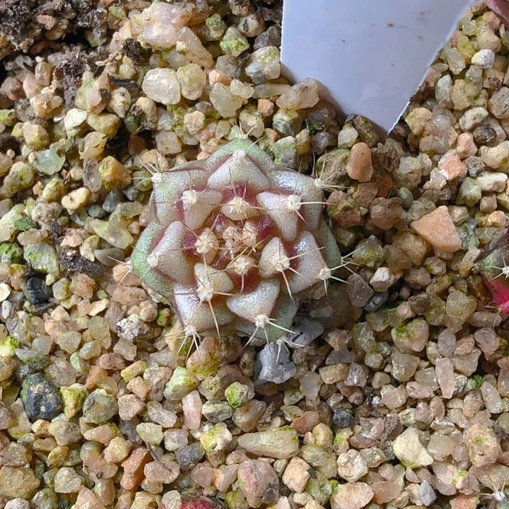 当前无花朵，栽培后可花朵