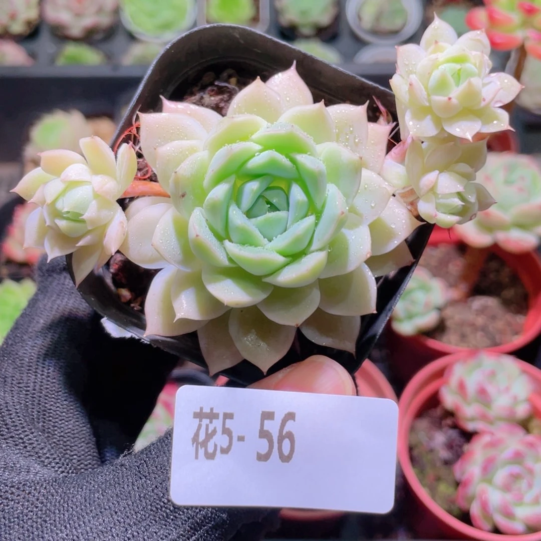 花利美5-56新品带仔