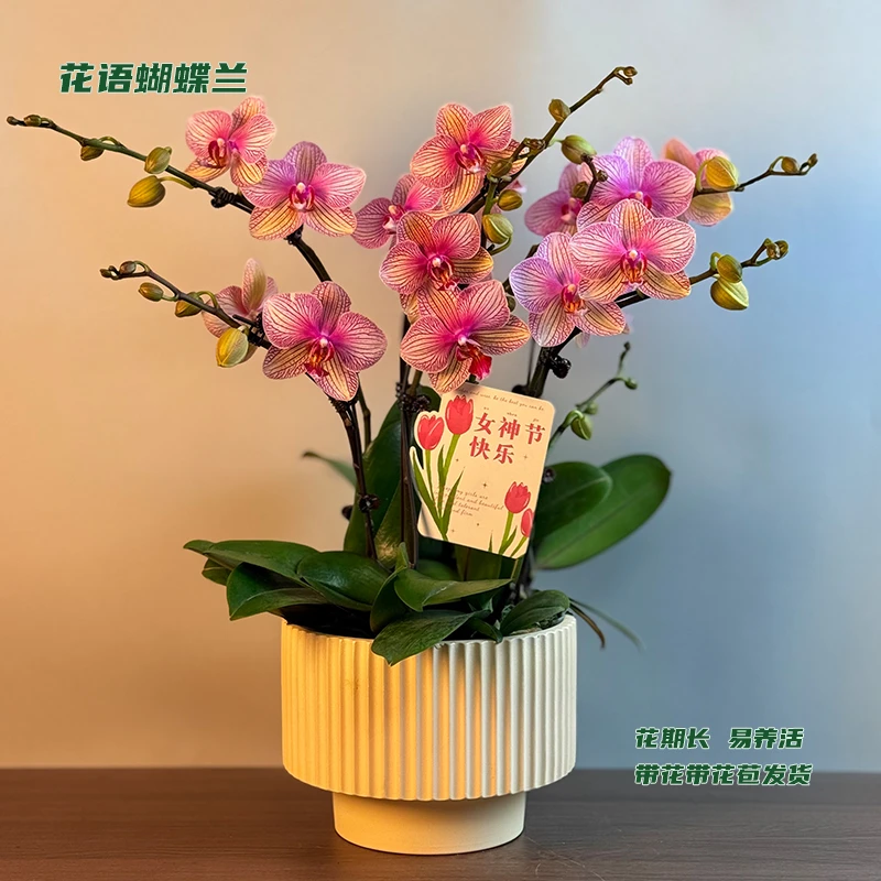 蝴蝶兰【超群水晶】 带花带花苞发货 室内客厅阳台花卉 好养易活